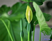 绿植租摆  租花 办公室绿植 办公室绿植租赁 办公室绿植出租