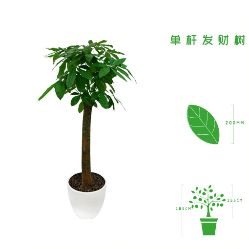 绿植租摆  租花 办公室绿植 办公室绿植租赁 办公室绿植出租