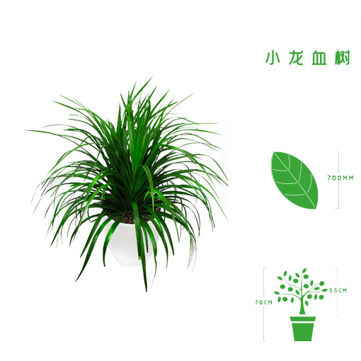 绿植租摆  租花 办公室绿植 办公室绿植租赁 办公室绿植出租