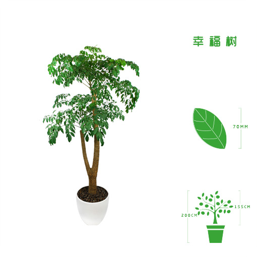 绿植租摆  租花 办公室绿植 办公室绿植租赁 办公室绿植出租