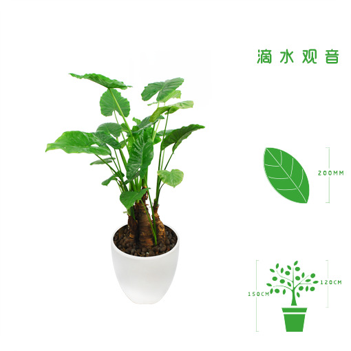 绿植租摆  租花 办公室绿植 办公室绿植租赁 办公室绿植出租