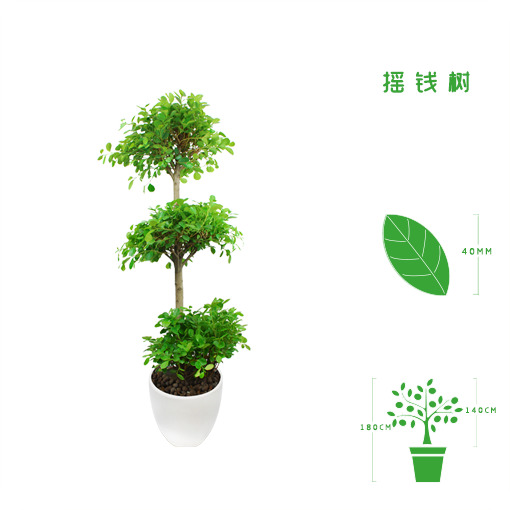 绿植租摆  租花 办公室绿植 办公室绿植租赁 办公室绿植出租