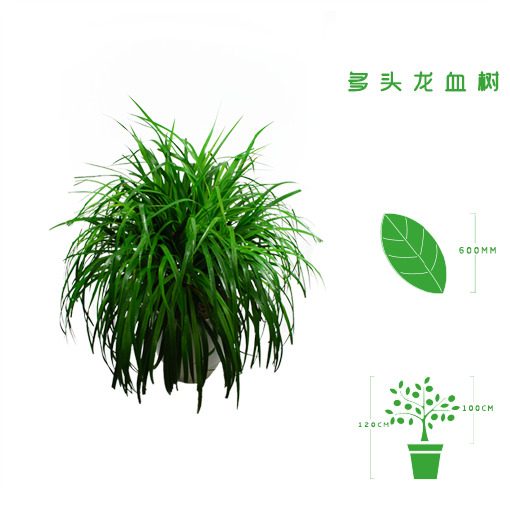 绿植租摆  租花 办公室绿植 办公室绿植租赁 办公室绿植出租