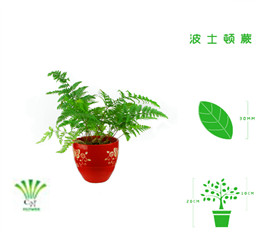 绿植租摆  租花 办公室绿植 办公室绿植租赁 办公室绿植出租