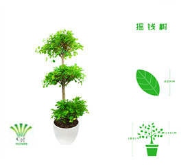 绿植租摆  租花 办公室绿植 办公室绿植租赁 办公室绿植出租