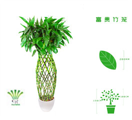 绿植租摆  租花 办公室绿植 办公室绿植租赁 办公室绿植出租