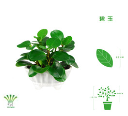 绿植租摆  租花 办公室绿植 办公室绿植租赁 办公室绿植出租