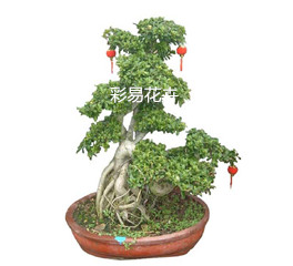 绿植租摆  租花 办公室绿植 办公室绿植租赁 办公室绿植出租